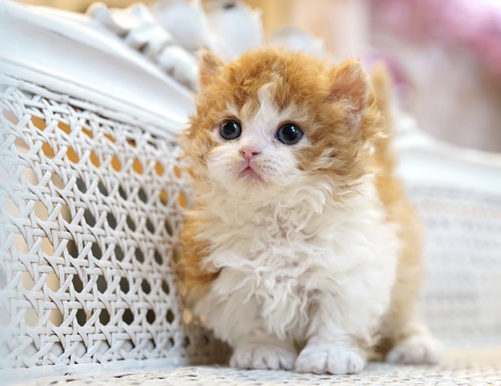 kitten