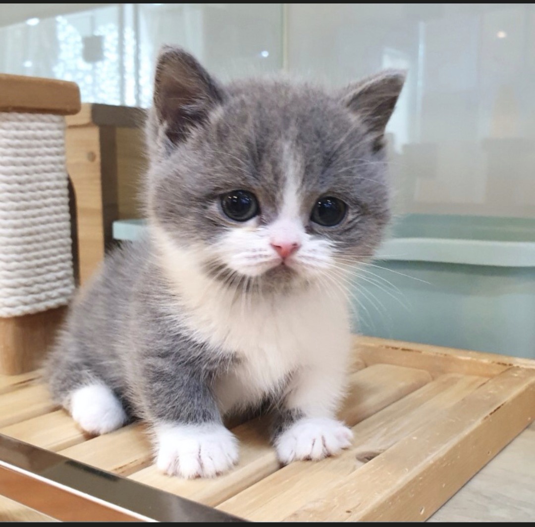 silver and white munchkins kitten for sale